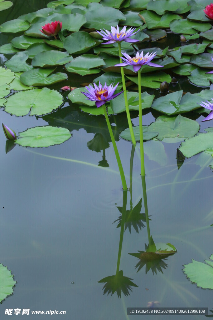 睡莲花 