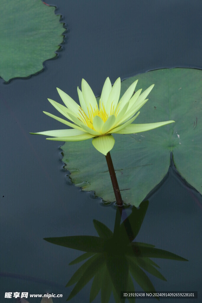 睡莲花 