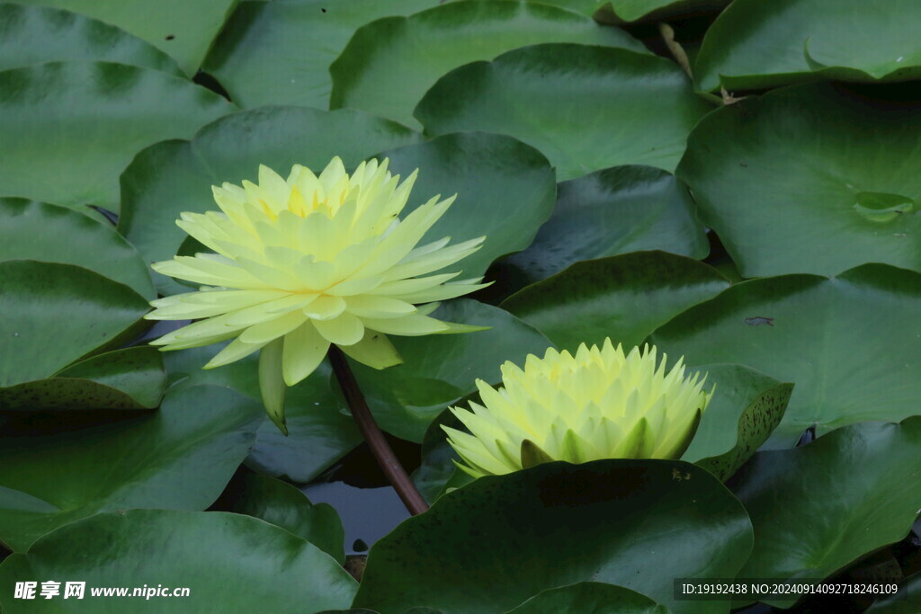 睡莲花  