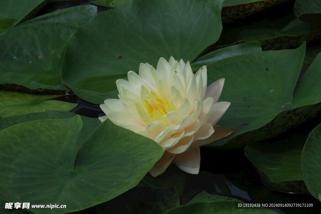 睡莲花  