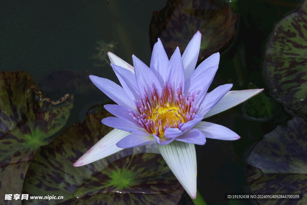 睡莲花  