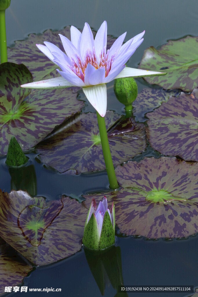 睡莲花  