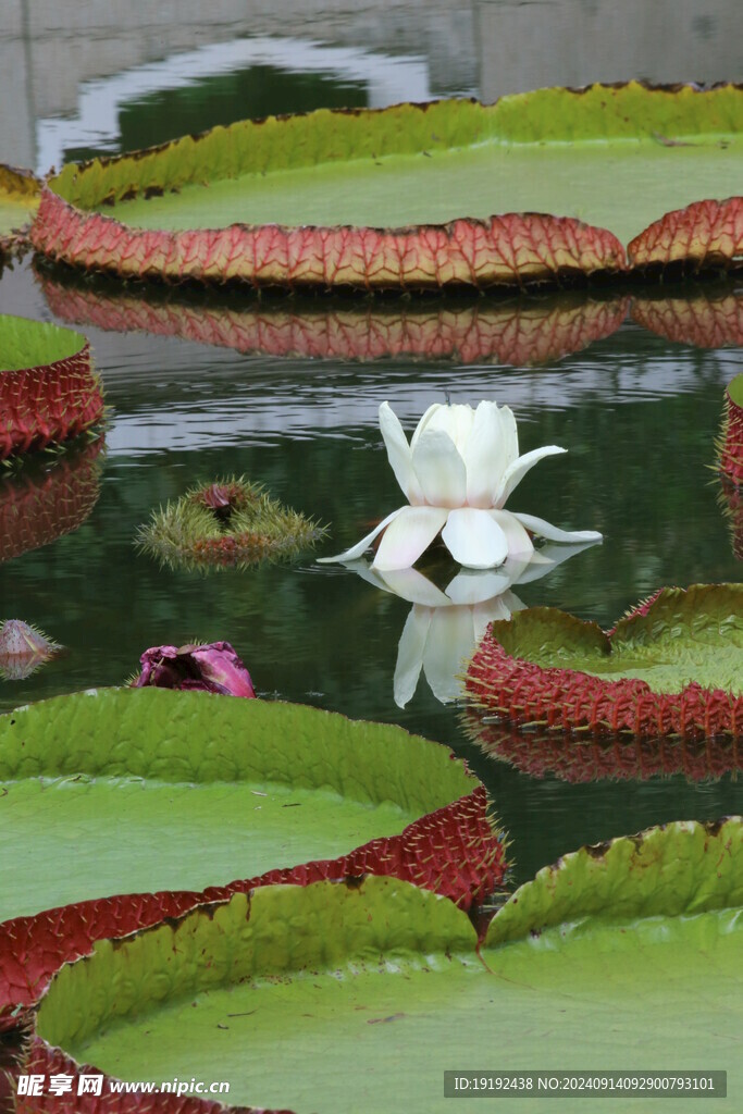 荷塘王莲花  