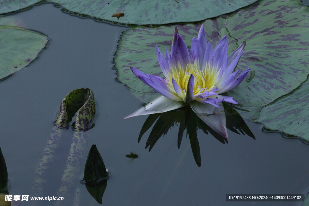 睡莲花 