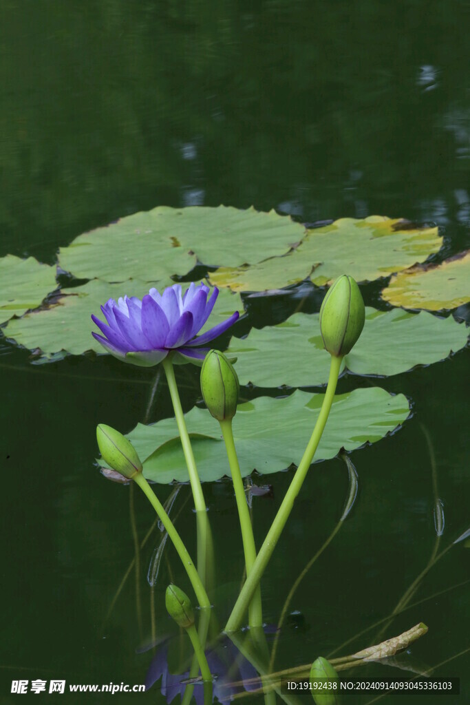 睡莲花 