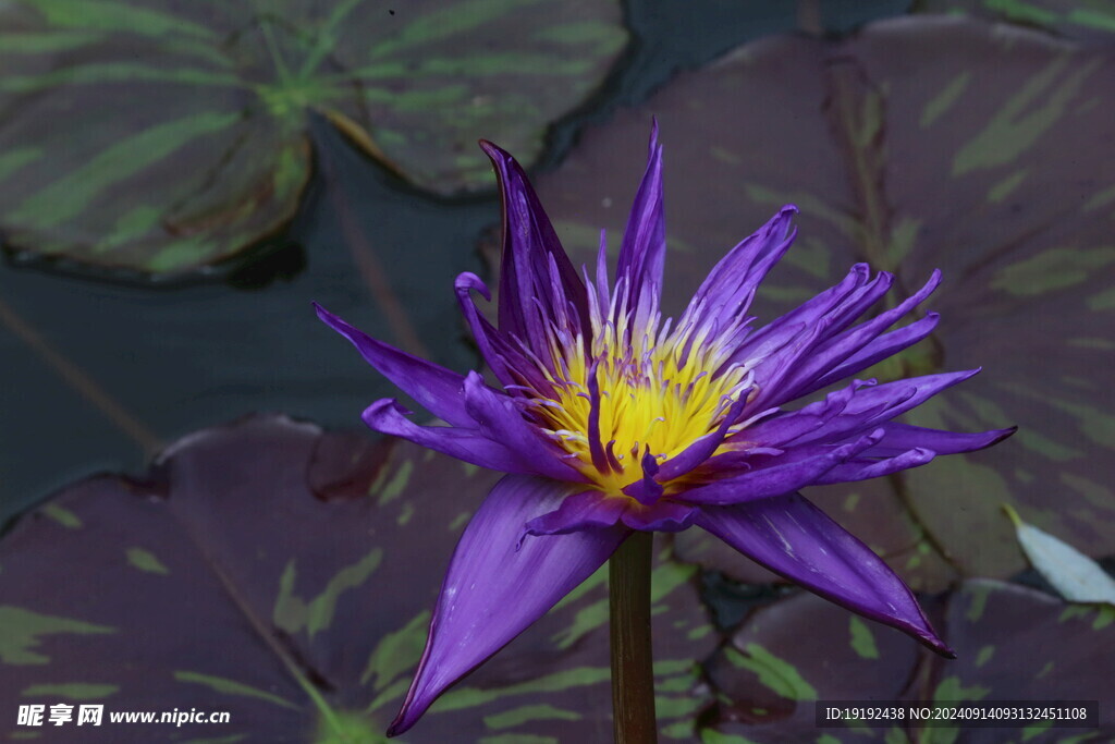 睡莲花  