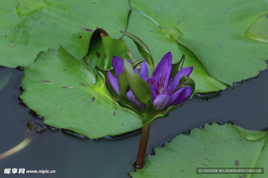 睡莲花 