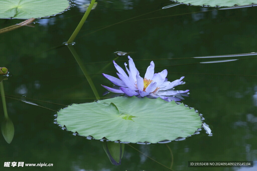 睡莲花  