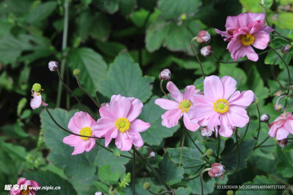 野棉花 