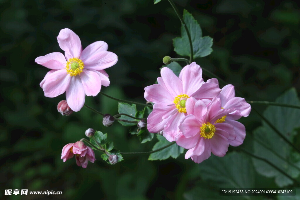 野棉花  