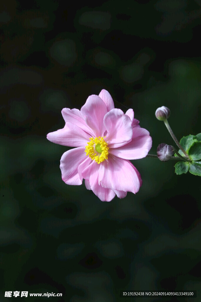 野棉花  