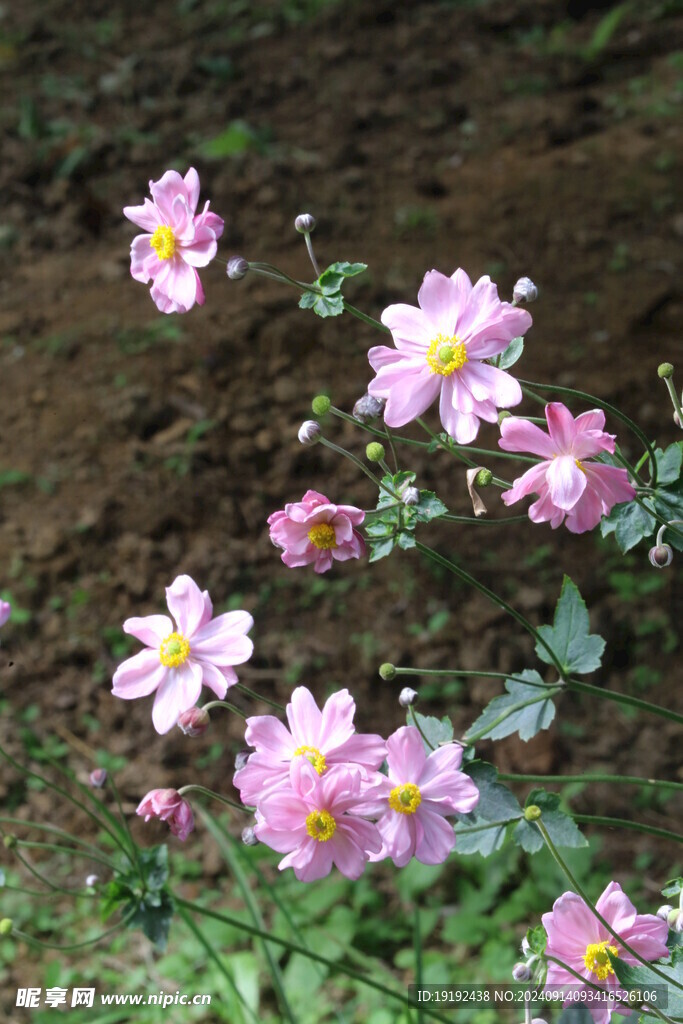 野棉花  