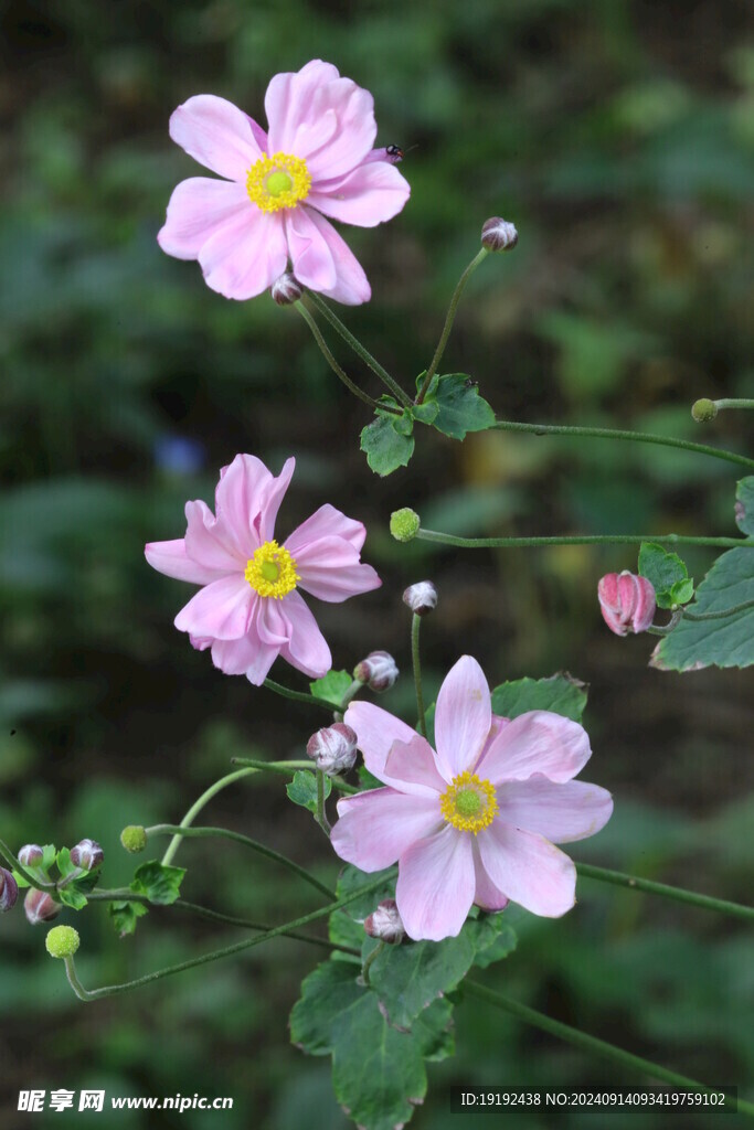 野棉花 