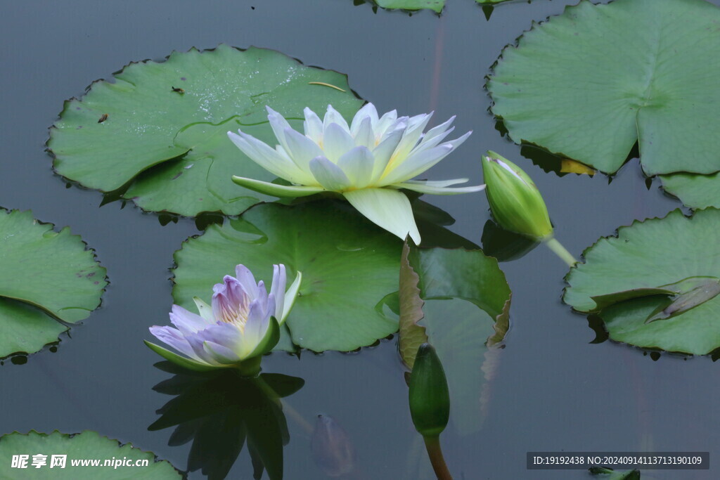 睡莲花  