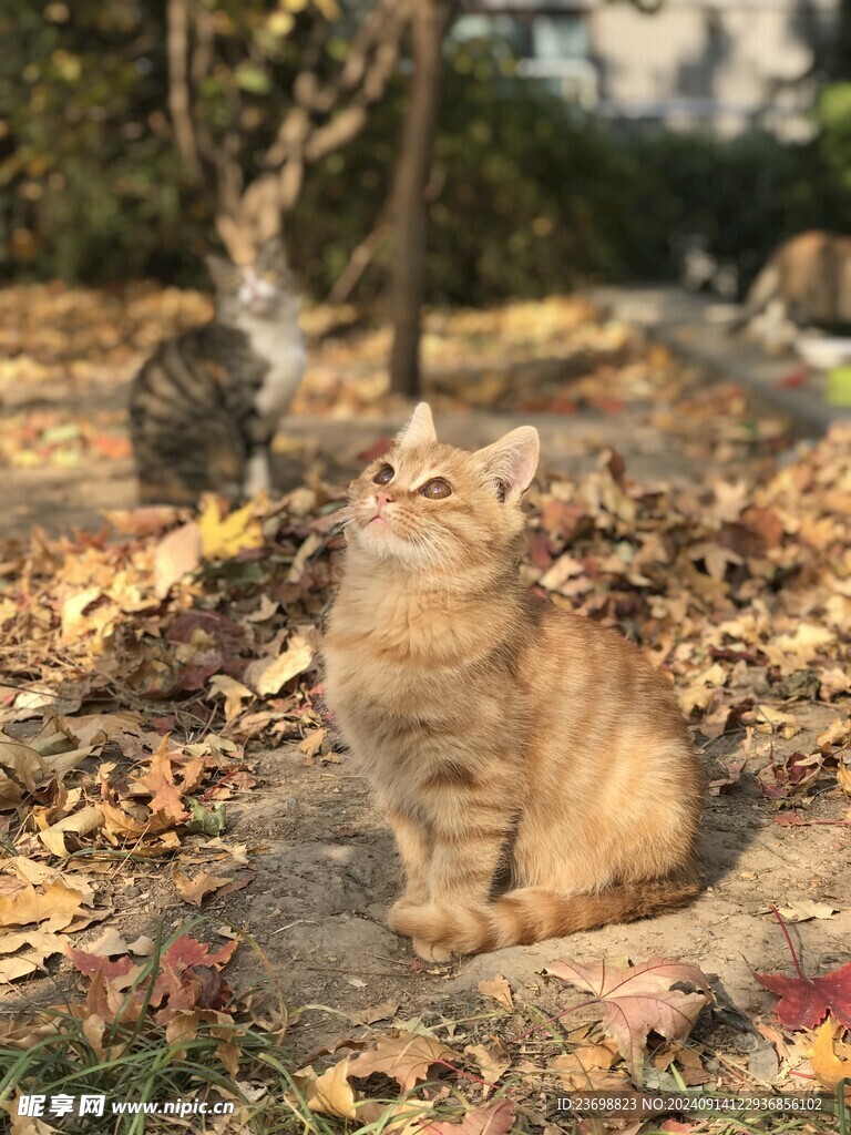 猫 秋天 落叶