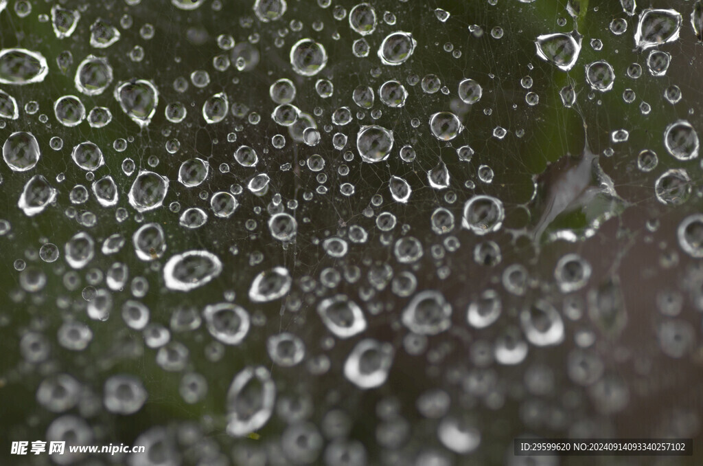 下雨 露珠  