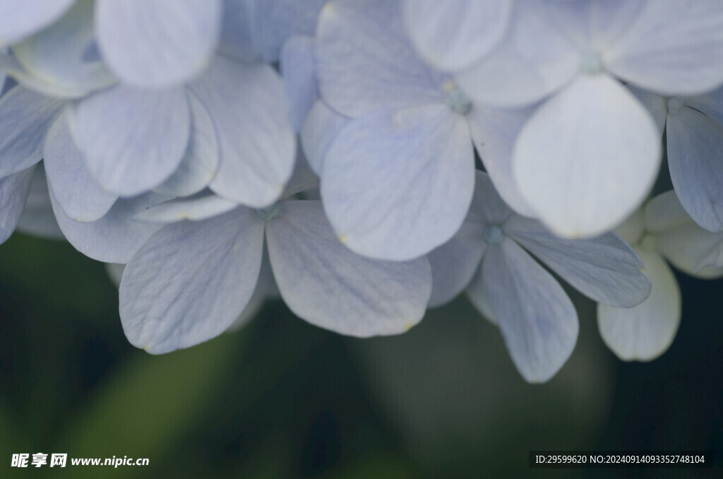 绣球花  