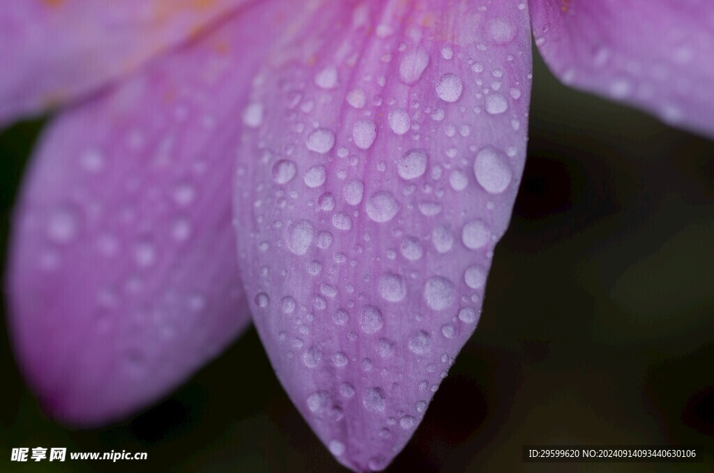 下雨 露珠 