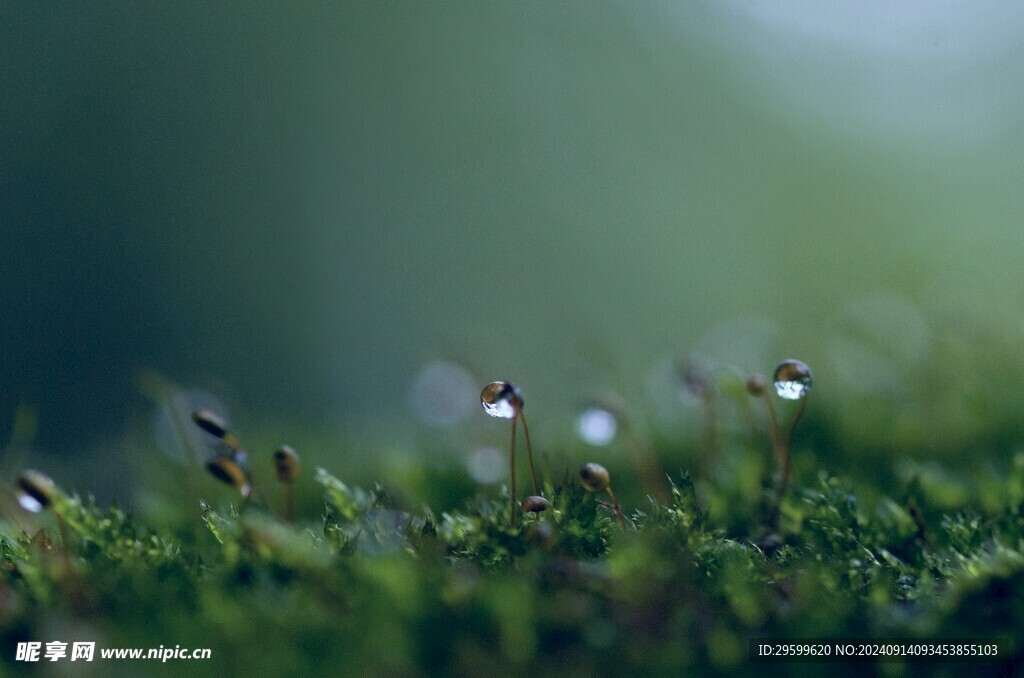 下雨 露珠  