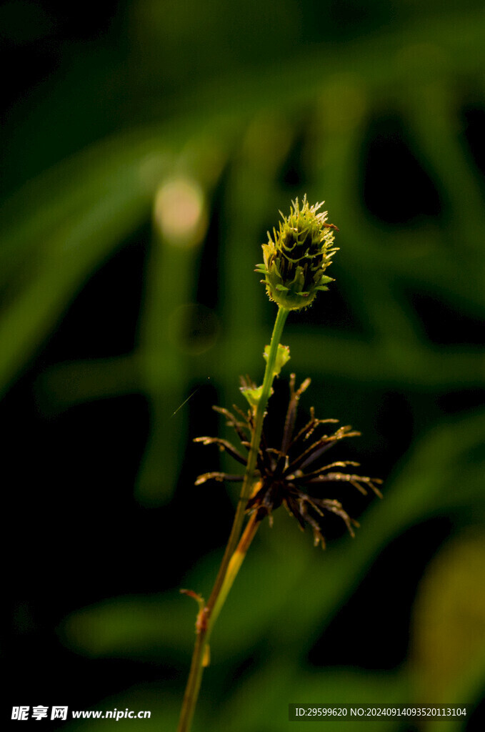 苍耳子  