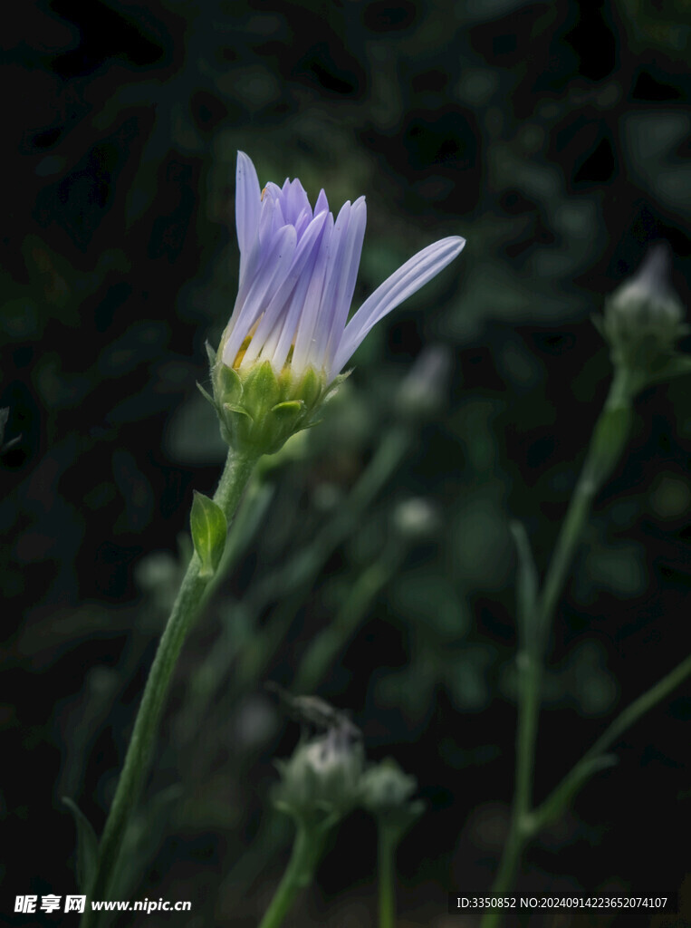 竹叶菊