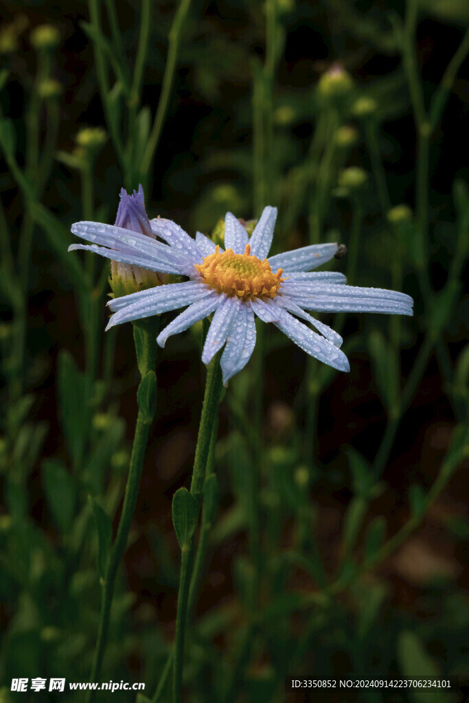 竹叶菊