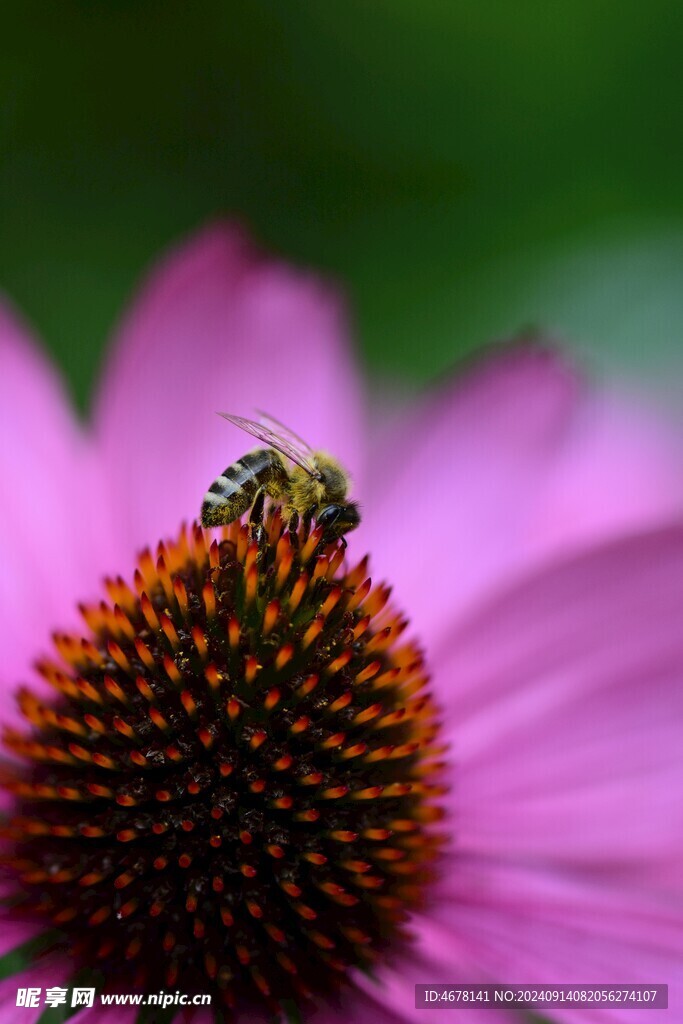 花与蜜蜂