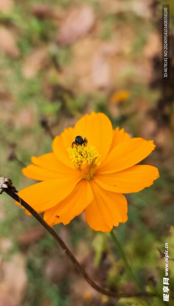 花与蜜蜂