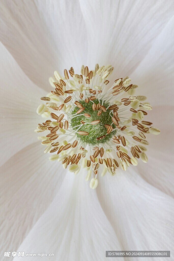 花蕊