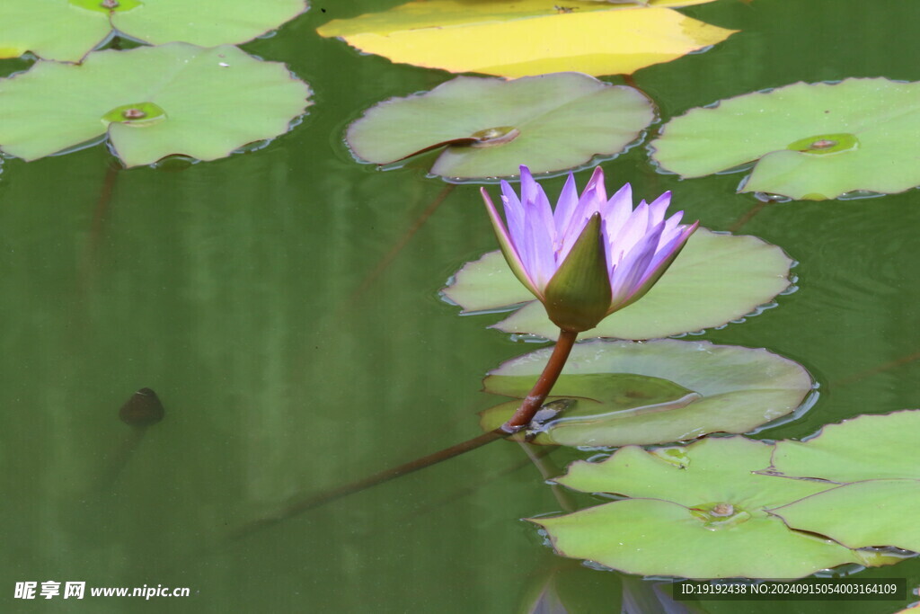 睡莲花  