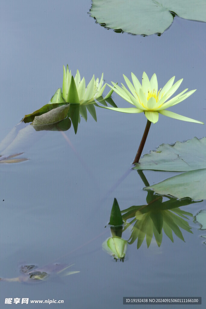 睡莲花  