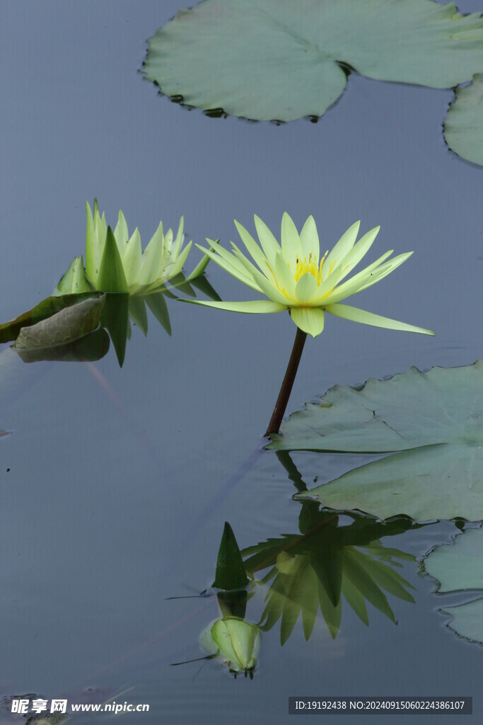 睡莲花 