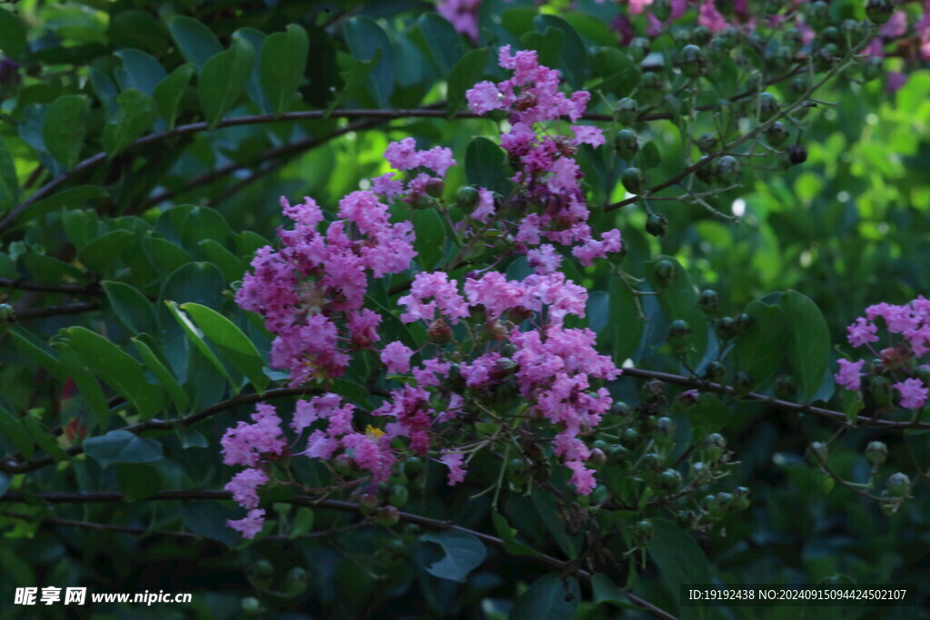 紫薇花 