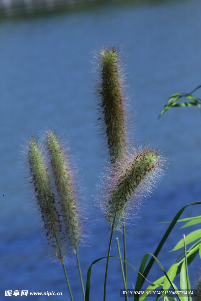 狼尾草 