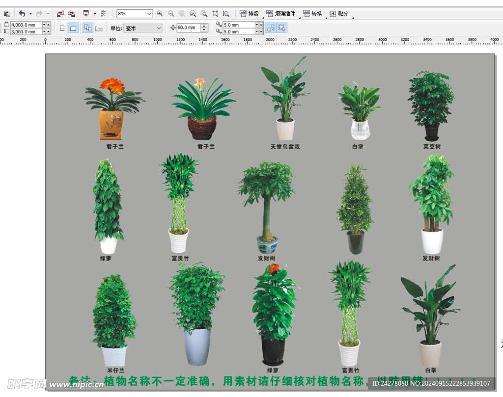 绿植发财树富贵竹