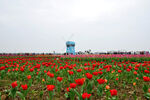 风车郁金香花海