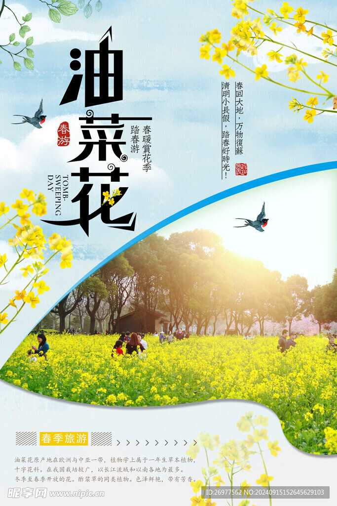  油菜花 