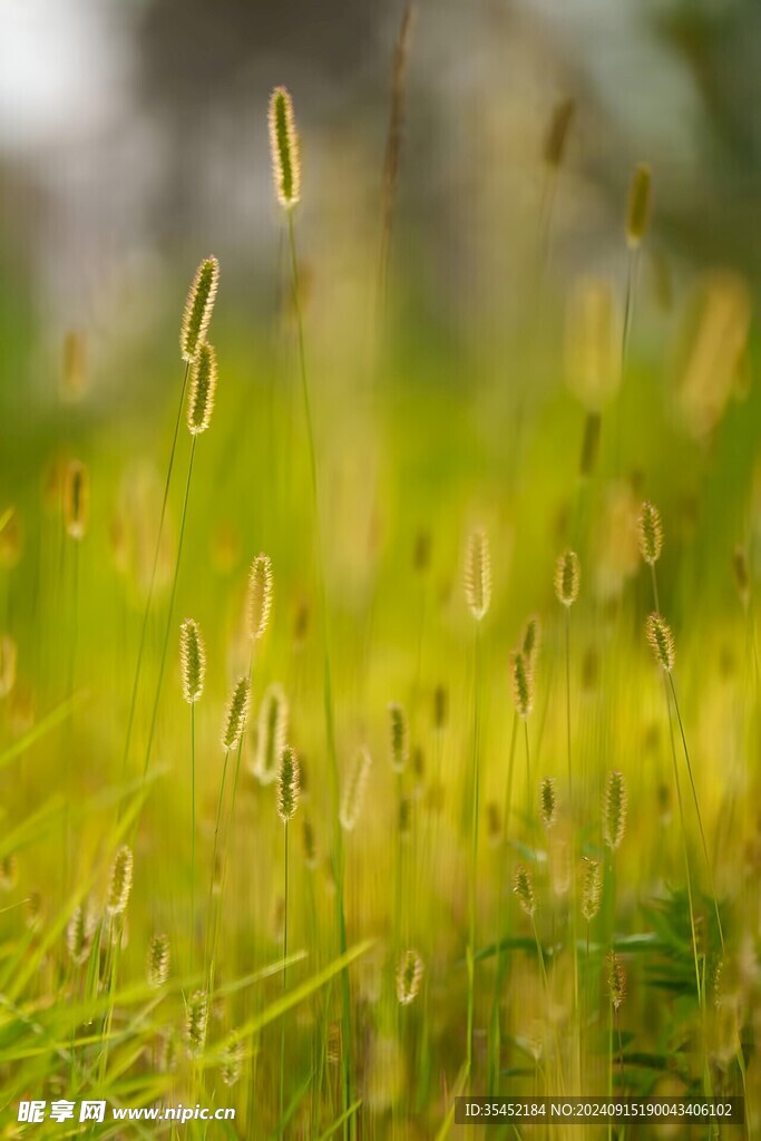 狗尾巴草