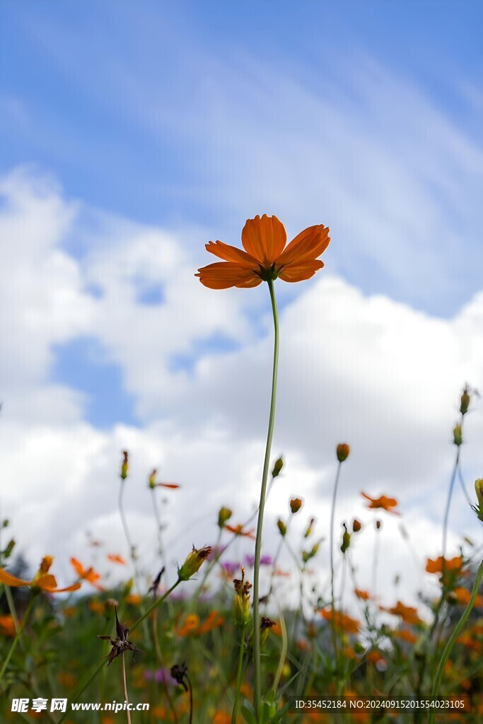 雏菊