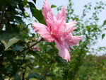 朱槿花 木槿花