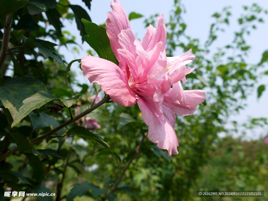 朱槿花 木槿花