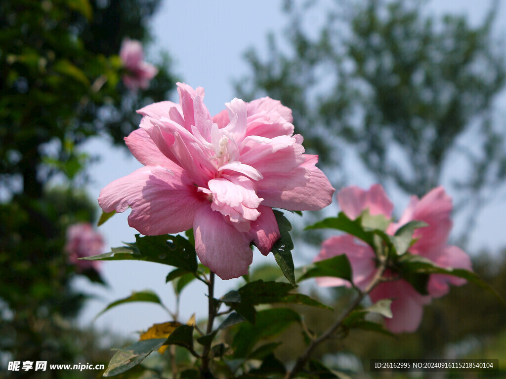 朱槿花 木槿花