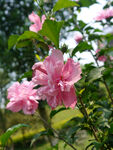 朱槿花 木槿花