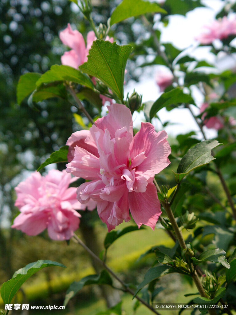 朱槿花 木槿花