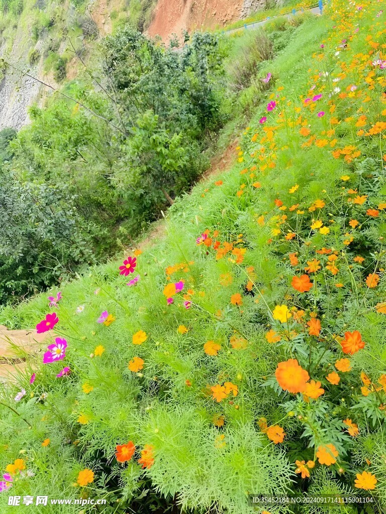 雏菊