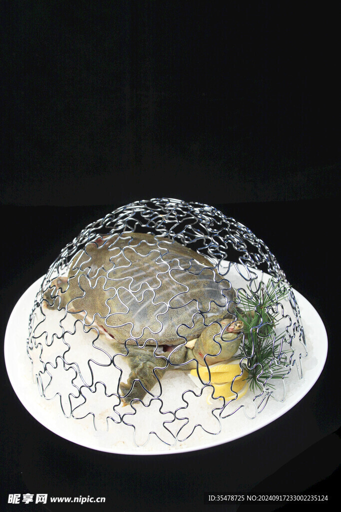  野生甲鱼