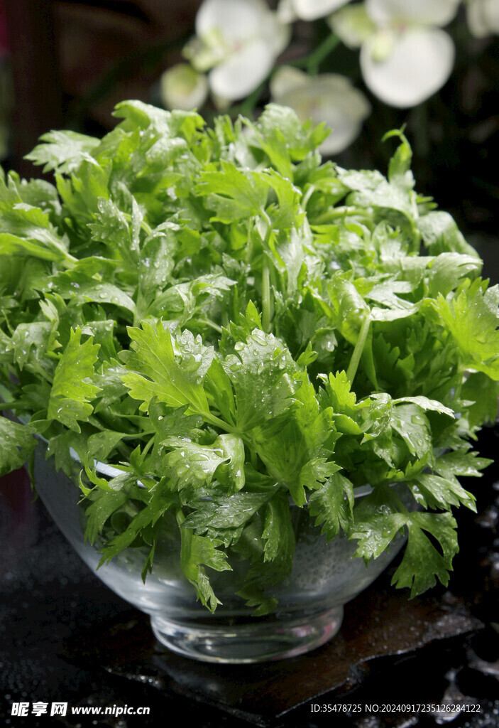 娃娃芹菜苗