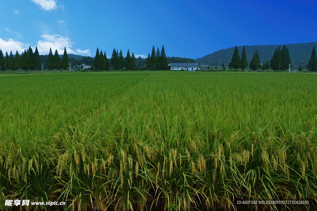 田野