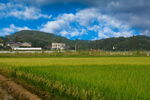 美丽的田野