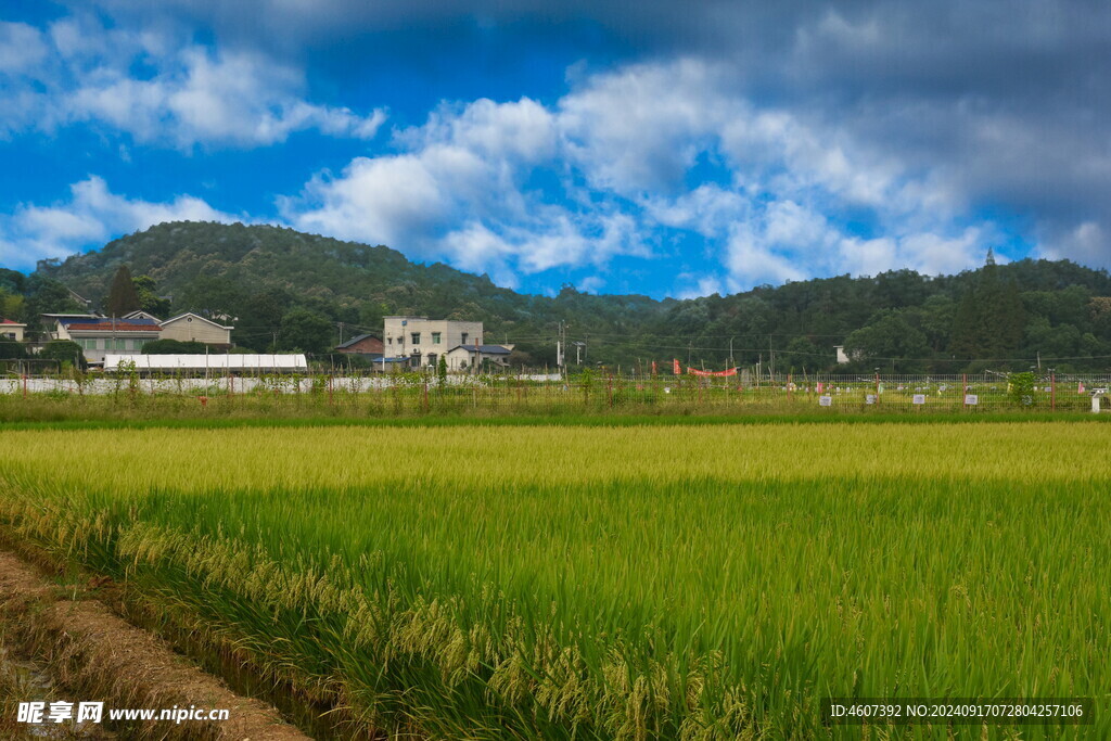 美丽的田野